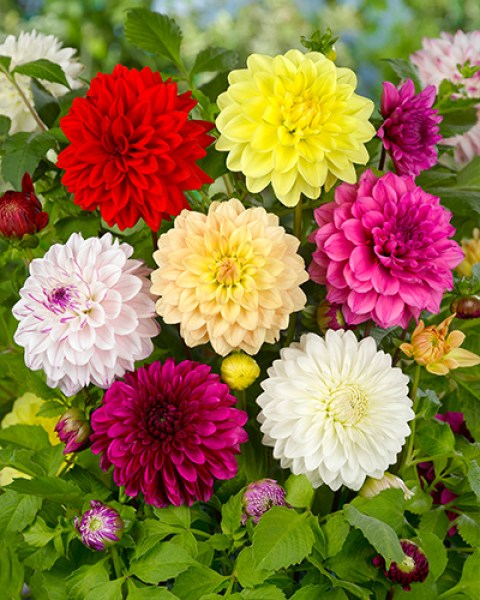 Dahlia Decorative Mix